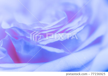 Up of a rose called Pierre de Ronsard Up of a rose called Pierre de Ronsard 77156925