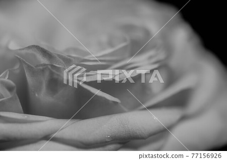 一朵叫做皮埃爾·德·朗薩爾的玫瑰 77156926