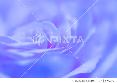 Up of a rose called Pierre de Ronsard 77156929