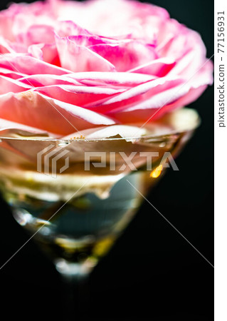 Up of a rose called Pierre de Ronsard Up of a rose called Pierre de Ronsard 77156931