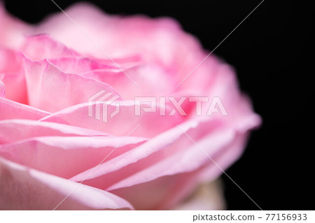Up of a rose called Pierre de Ronsard 77156933