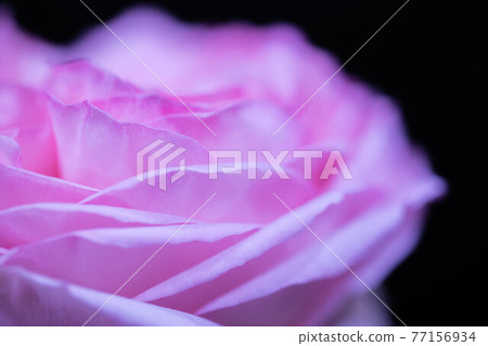 Up of a rose called Pierre de Ronsard Up of a rose called Pierre de Ronsard 77156934