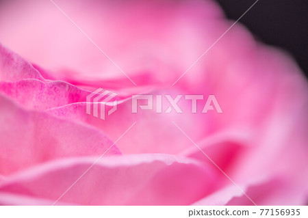 Up of a rose called Pierre de Ronsard 77156935