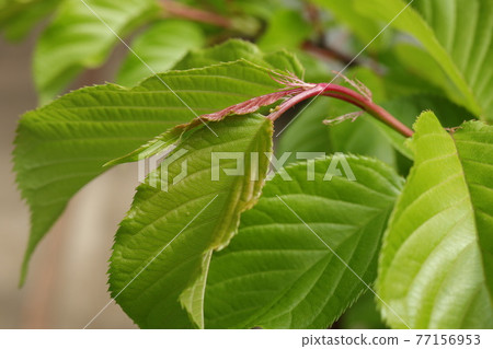 河津櫻花新葉 77156953