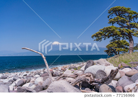 (Shizuoka Prefecture) Ozezaki pine Mt. Fuji over the sea 77156966