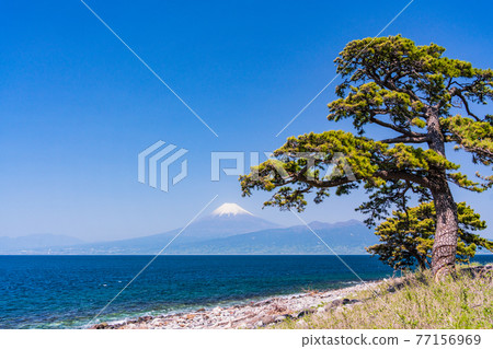 （靜岡縣）尾瀨崎松 海上富士山 77156969