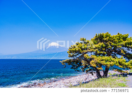 (Shizuoka Prefecture) Ozezaki pine Mt. Fuji over the sea 77156971