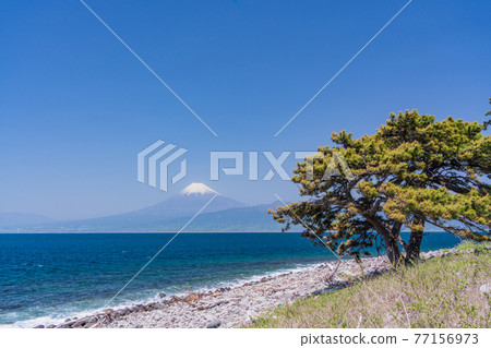 (靜岡縣)尾瀨崎松 海上富士山 (靜岡縣)尾瀨崎松 海上富士山 77156973