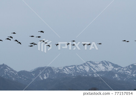 A flock of white-fronted geese roosting with the Kabato massif of the remaining snow A flock of white-fronted geese roosting with the Kabato massif of the remaining snow 77157054