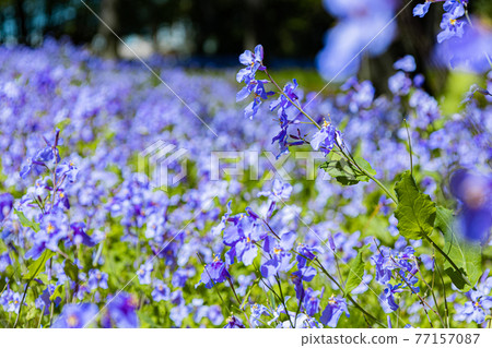 當紫羅蘭花盛開 77157087
