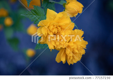 Yamabuki花 Yamabuki花 77157230