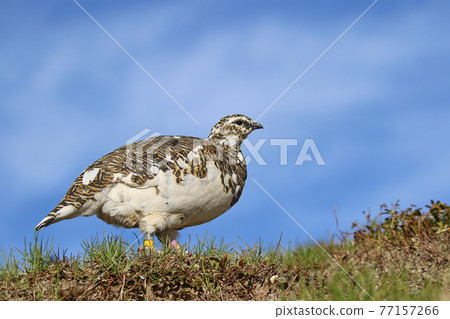 Thunder bird 77157266