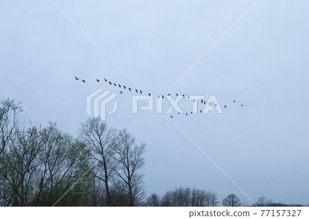 A group of magans entering roost 77157327