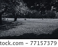Spring sunshine park-monochrome 77157379