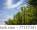Blue sky, fresh green and street lights-color 77157381