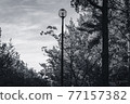 Blue sky, fresh green and streetlights-monochrome 77157382