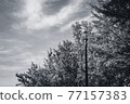 Blue sky, fresh green and streetlights-monochrome 77157383