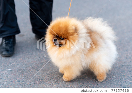 Little cute Spitz, on a leash. Little cute Spitz, on a leash. 77157416