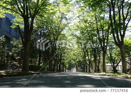 原米澤高等技術學校本館山形大學工學部並木櫸樹 原米澤高等技術學校本館山形大學工學部並木櫸樹 77157458