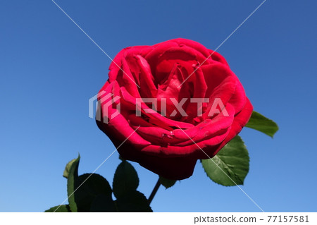 Roses Roses roses 77157581