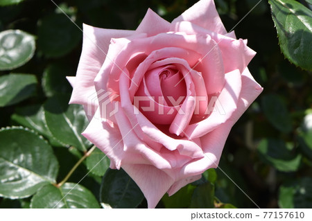 與藍天一起綻放的可愛鶴舞公園的撒哈拉 77157610