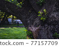 Yoshino cherry tree with fresh green buds-color 77157709