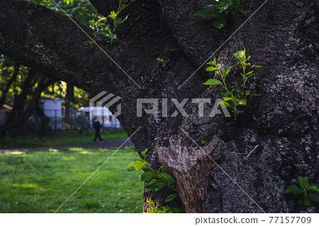 新綠芽色吉野櫻花樹 77157709