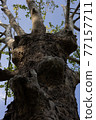 Looking up at the plane tree-color 77157711
