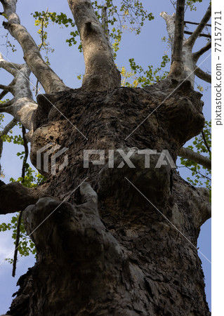 仰望梧桐色 77157711