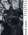 Looking up at the plane tree-monochrome 77157713