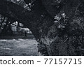 Looking up at the plane tree-monochrome 77157715
