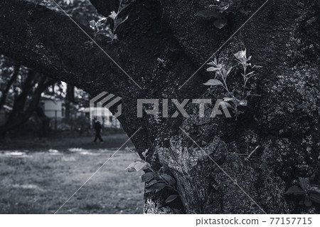 Looking up at the plane tree-monochrome 77157715