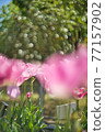 Cute blooming tulips 77157902