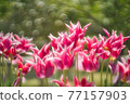 Cute blooming tulips 77157903