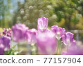 Cute blooming tulips 77157904