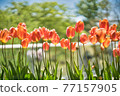 Cute blooming tulips 77157905