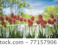 Cute blooming tulips 77157906