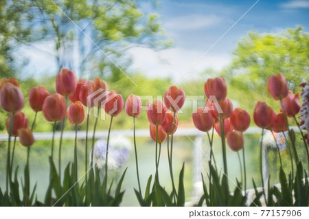 Cute blooming tulips Cute blooming tulips 77157906