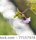 Glittering cherry 77157978