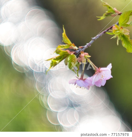 Glittering cherry Glittering cherry 77157978