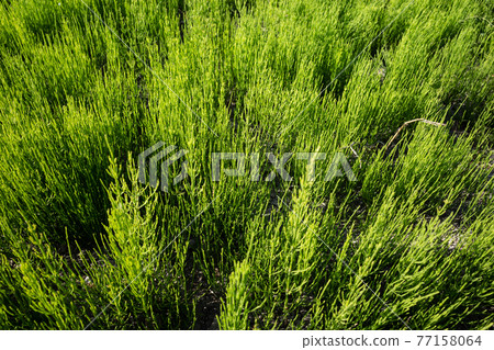 A cluster of horsetail a-1 A cluster of horsetail a-1 77158064