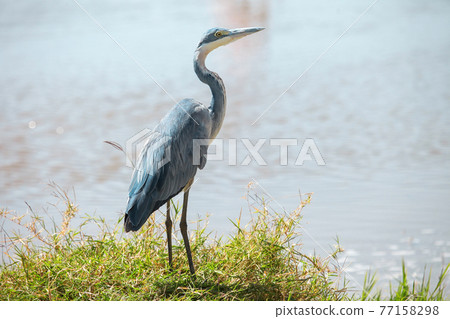 Black-headed heron 77158298