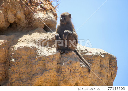 Baboon Baboon 77158303