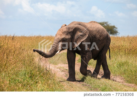 African bush elephant 77158308