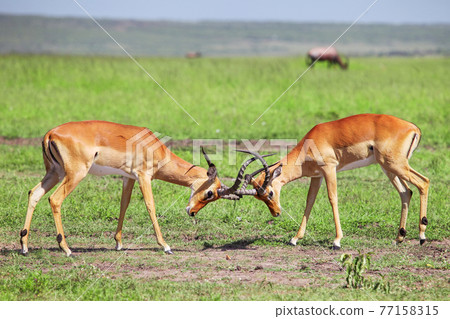 Fighting impalas Fighting impalas 77158315