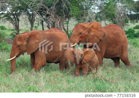 African bush elephants 77158316