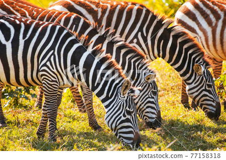 Plains zebras 77158318