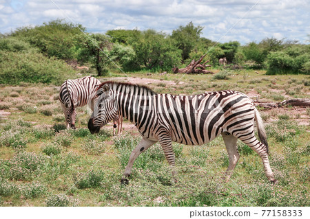 Zebra Zebra 77158333