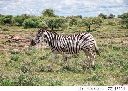 Zebra 77158334