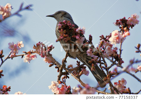 Bulbul standing on top of a cherry tree against a blue sky Bulbul standing on top of a cherry tree against a blue sky 77158337